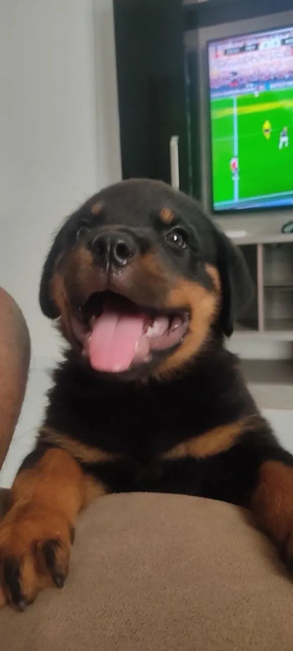Rotwayler primeira linha