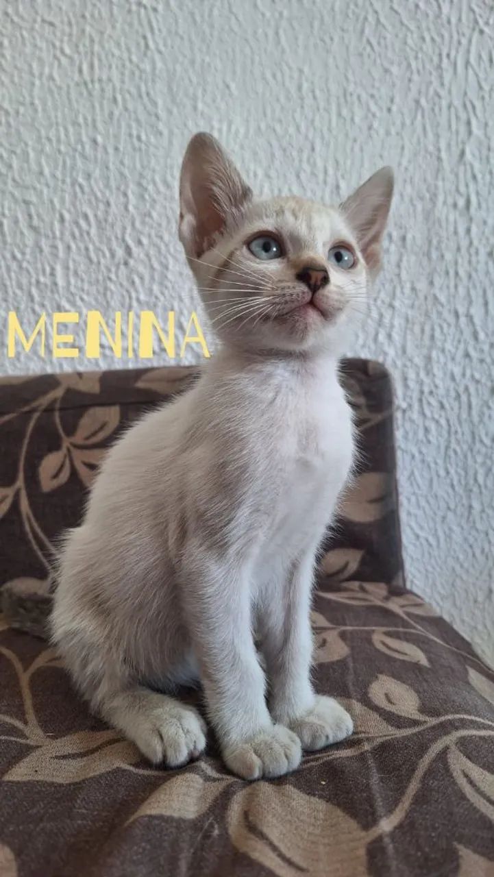 GATOS PARA ADOÇÃO  - Foto 2