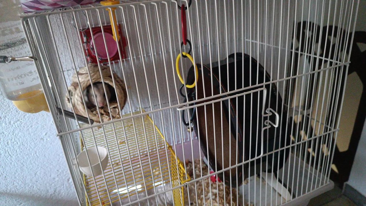 Hamster sírio com kit completo - Foto 3