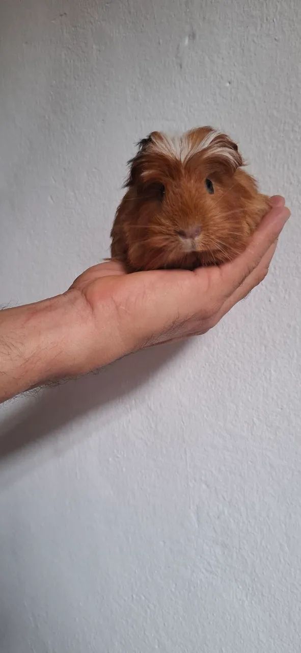 Cobaya65203908005251121