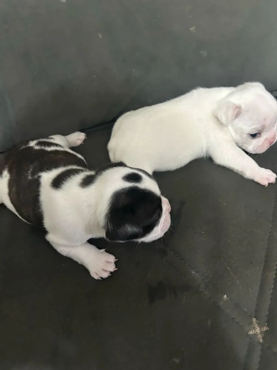 Buldogue francês  - Foto 3
