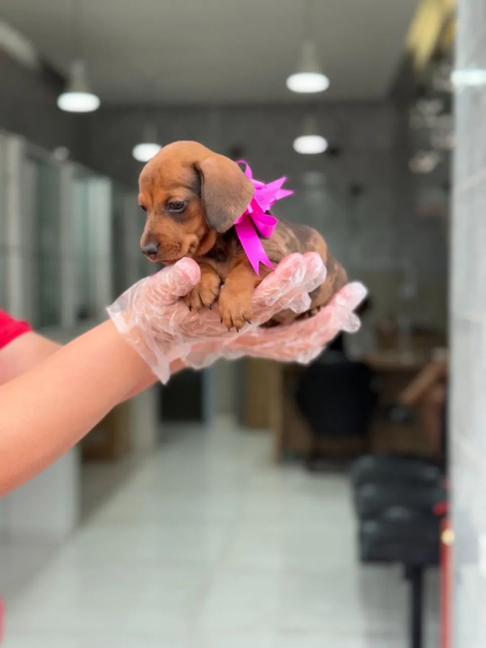 Teckel filhote - fêmea de alto padrão com pedigree e pronta entrega - Foto 2
