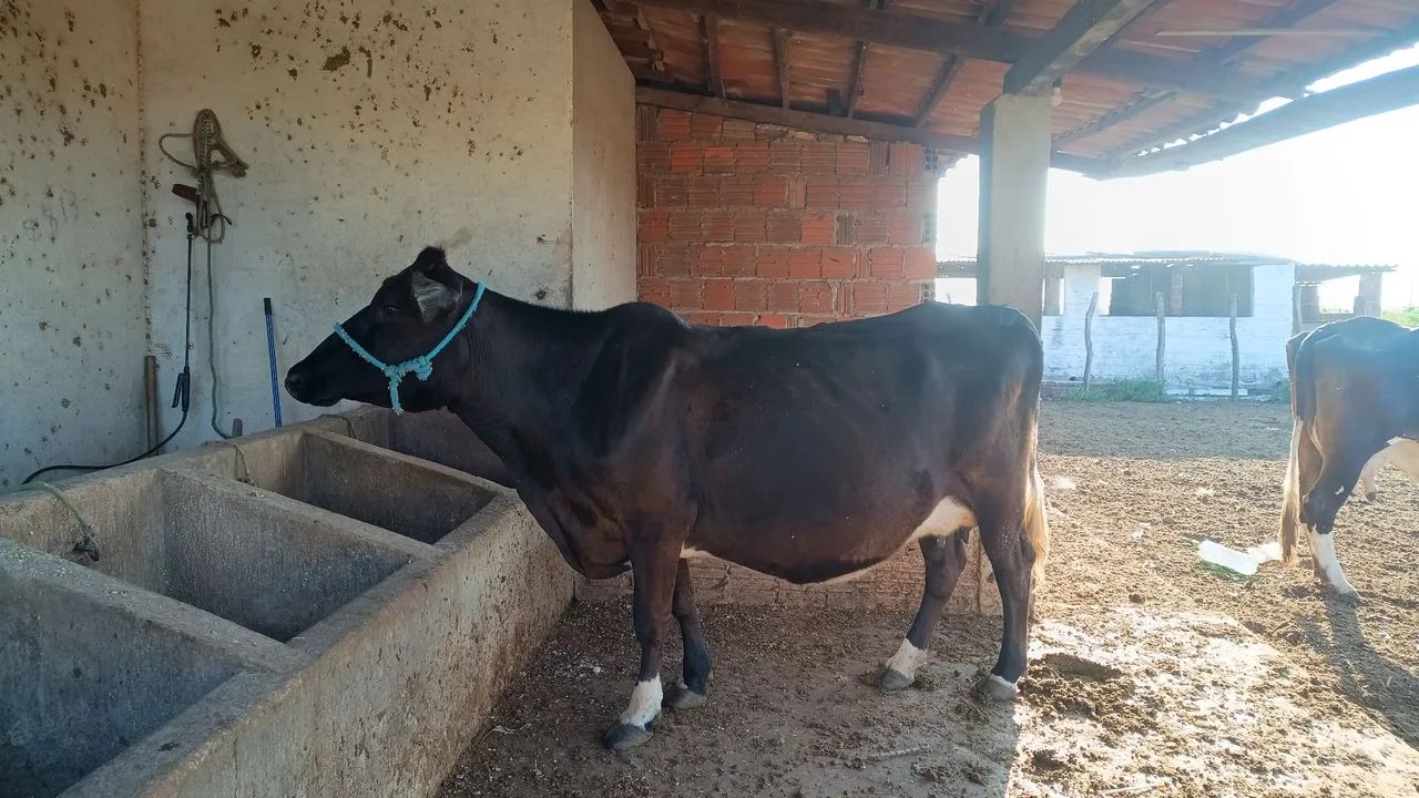 Vaca - Foto 4
