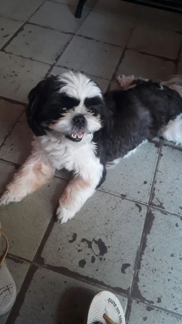 Lhasa Apso  - Foto 2