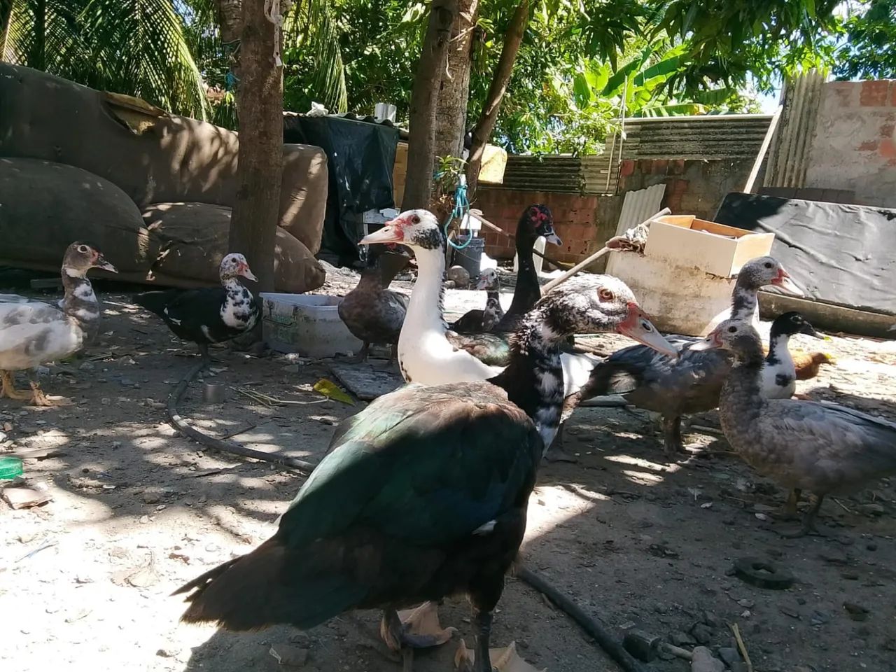 Vende-se patos - Foto 2