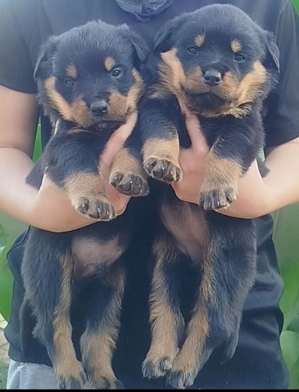 ROTTWEILER Alemão  - Foto 3