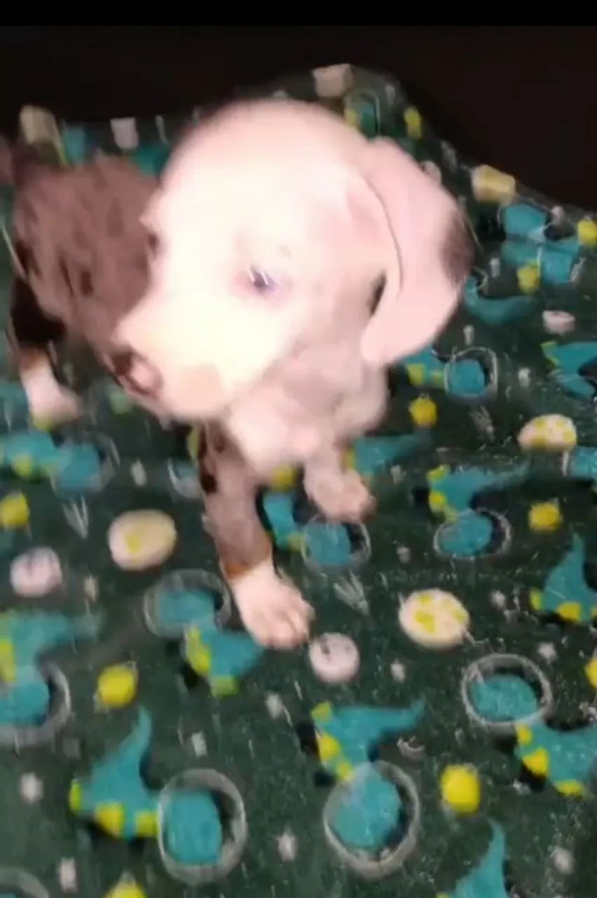 Venda de cachorro  - Foto 3