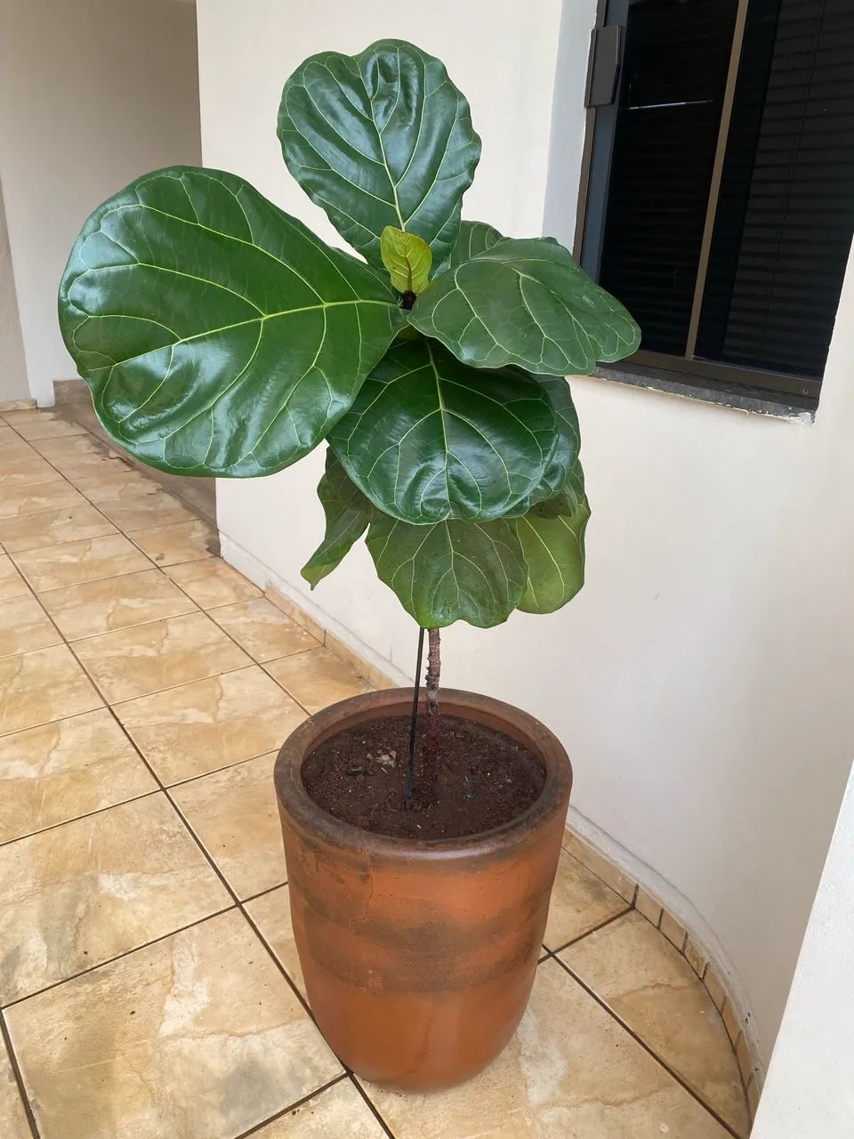 Ficus lyrata