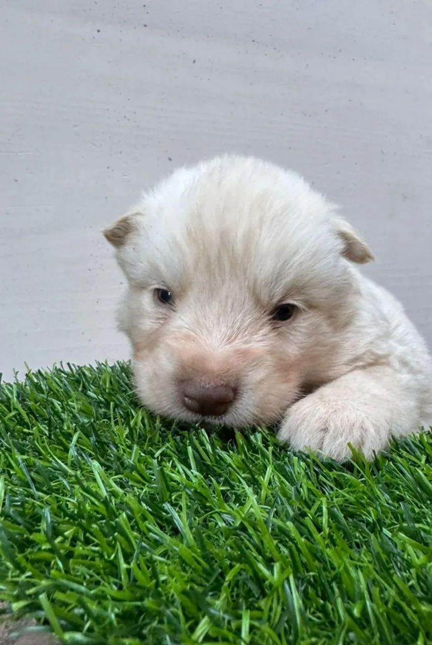Husky siberiano  - Foto 4