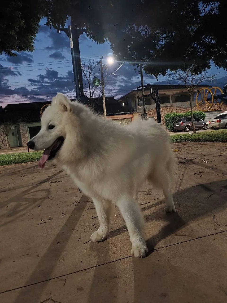 Samoeda com pedigree 6 meses
