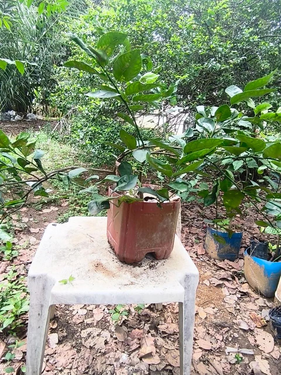 Muda limão ? Thayti 