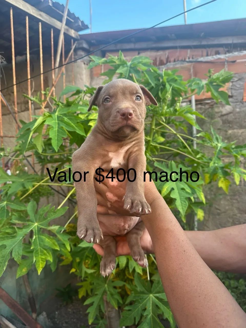Filhote pitbull  - Foto 5