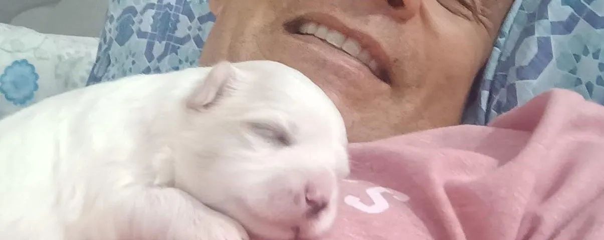 MALTÊS último filhote 1.000 macho - Foto 4