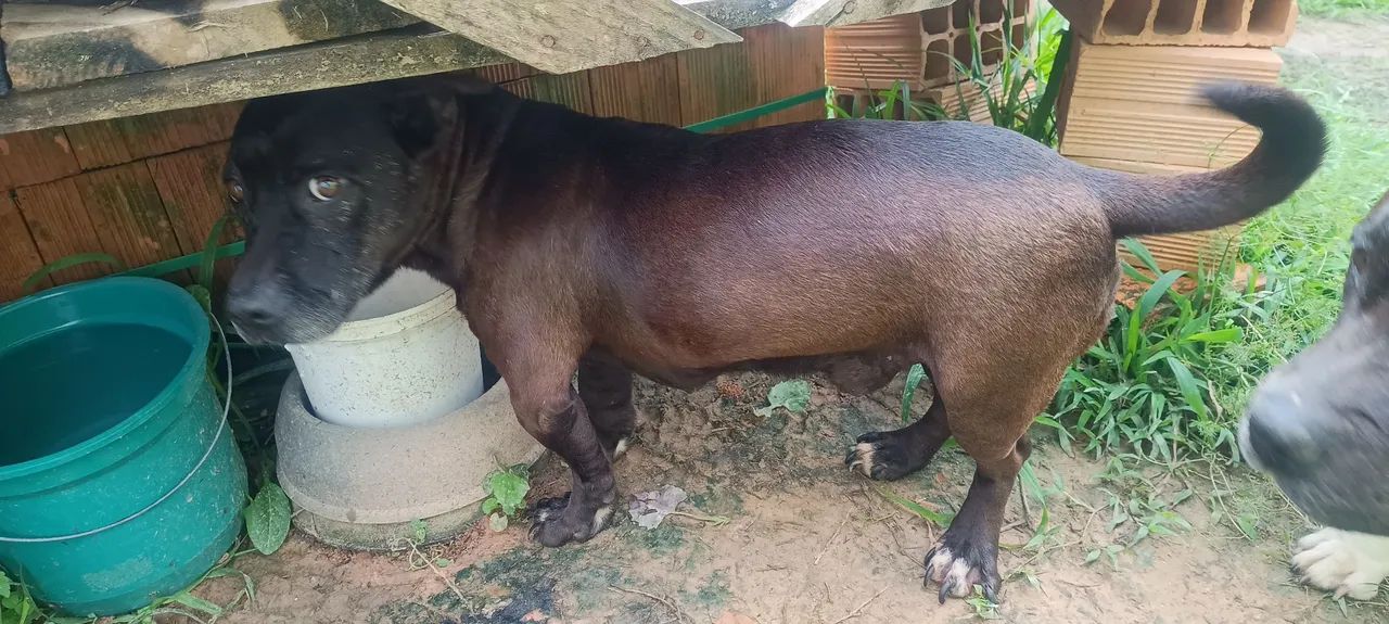 Doação cachorro Urgente  - Foto 4