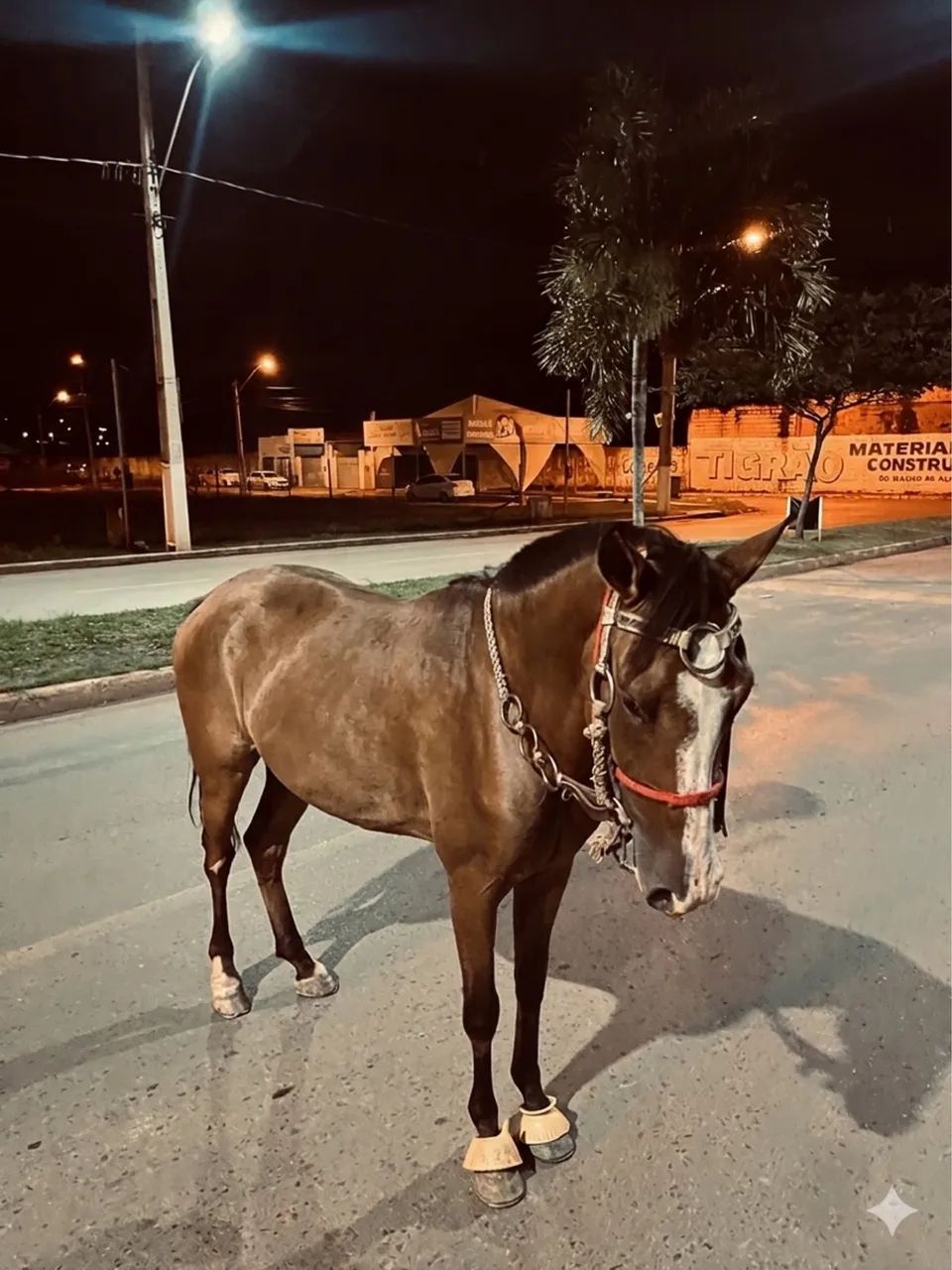 Cavalo novo barato, manso pra criança anda puxou carroça duas vezes de primeira 