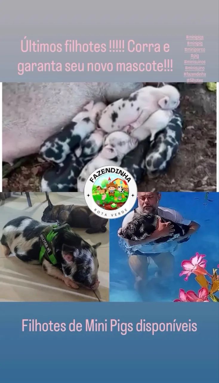 Mini Pigs  - Foto 4
