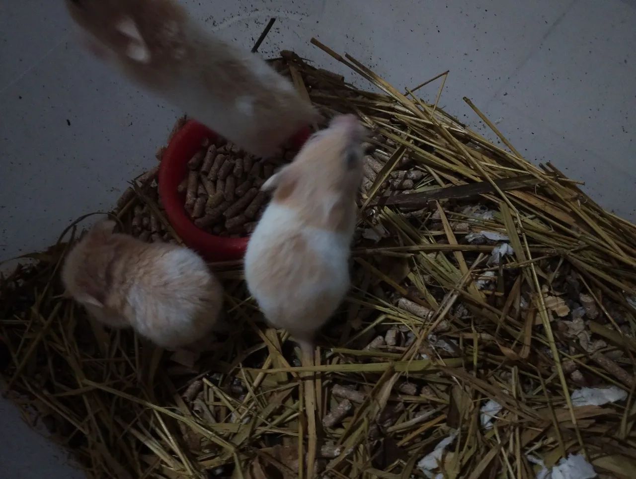Hamster  - Foto 4
