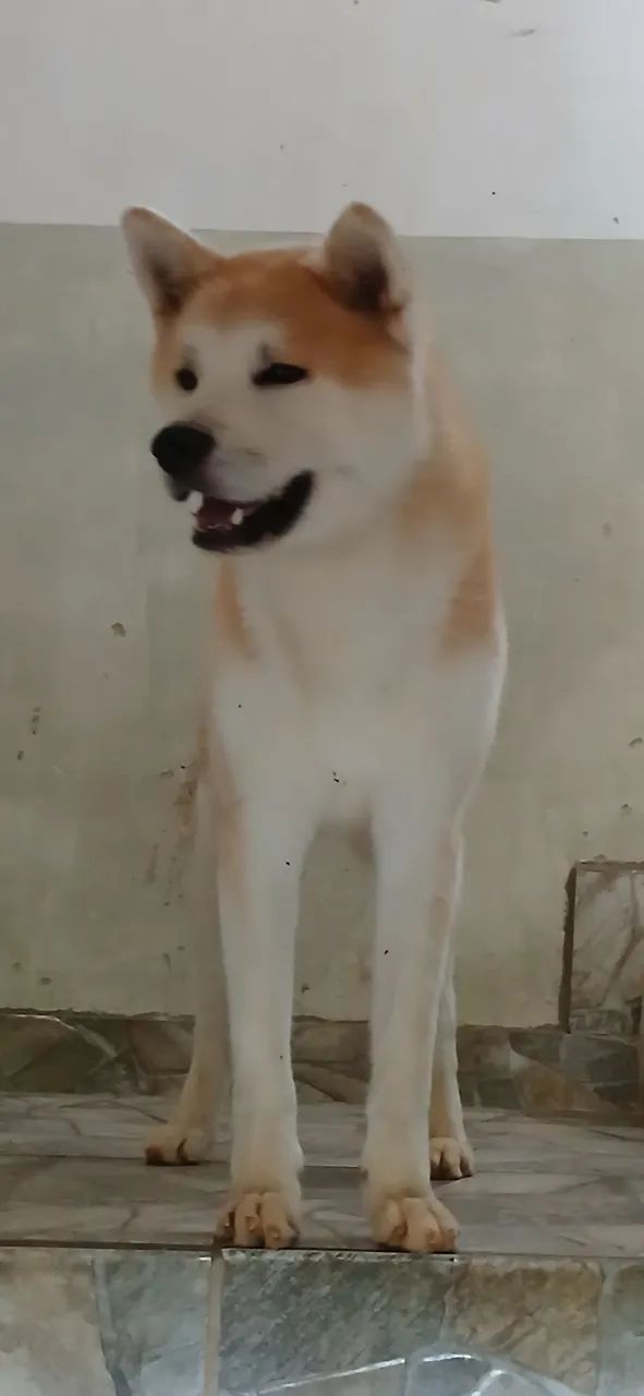 Akita