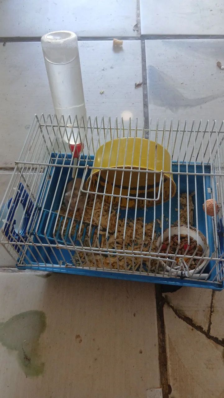 Hamister  - Foto 3