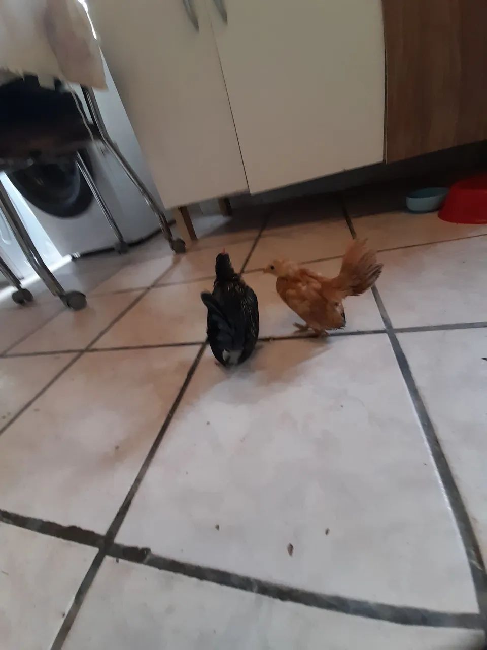 Galinha serama.  - Foto 2