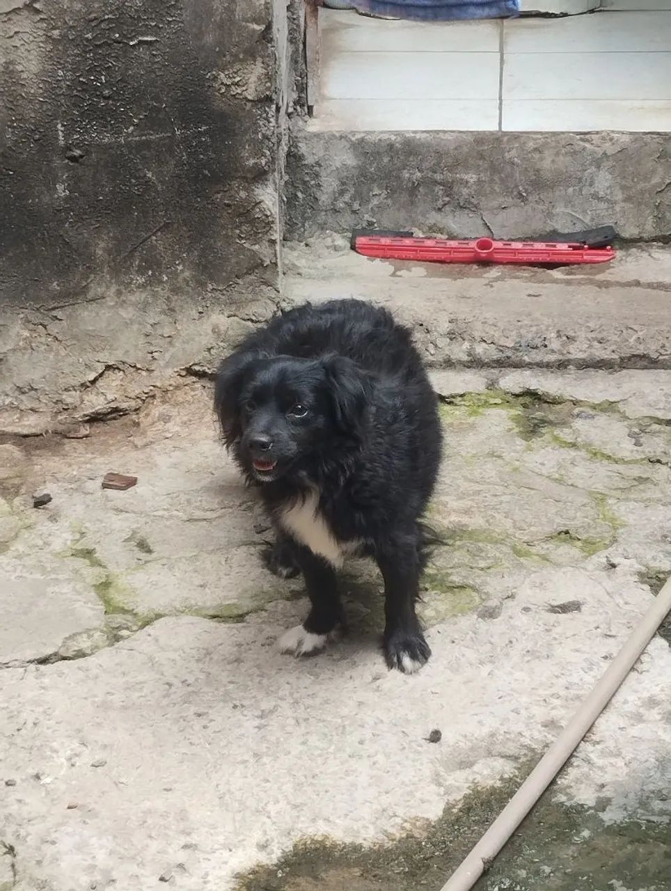 Cachorro ? - Foto 3