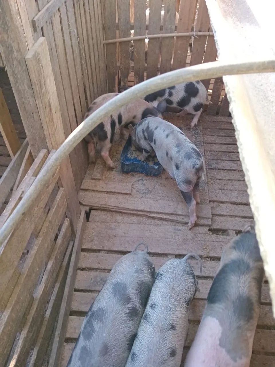 Leitão  - Foto 2