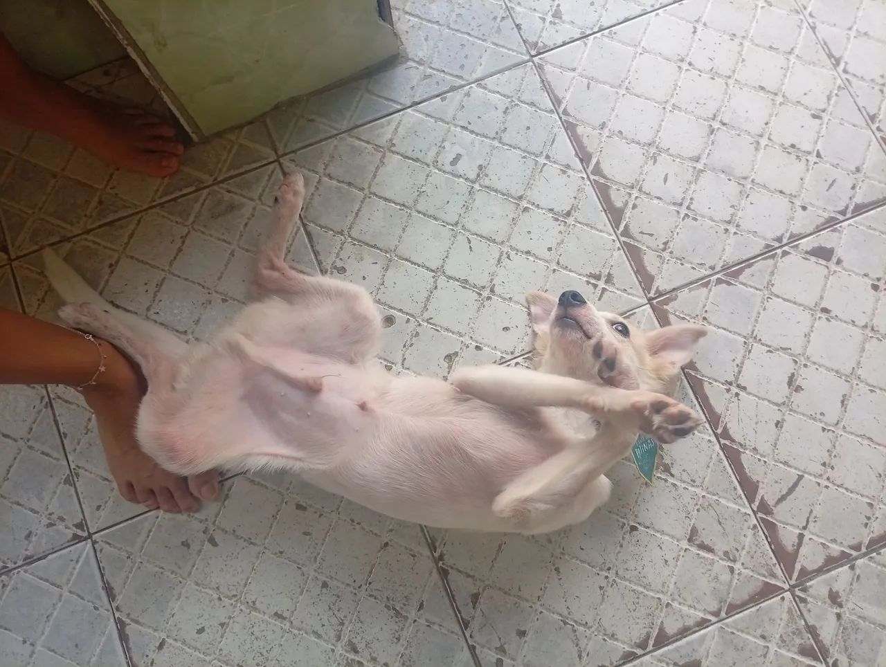 Vende-se cachorrinho  - Foto 4