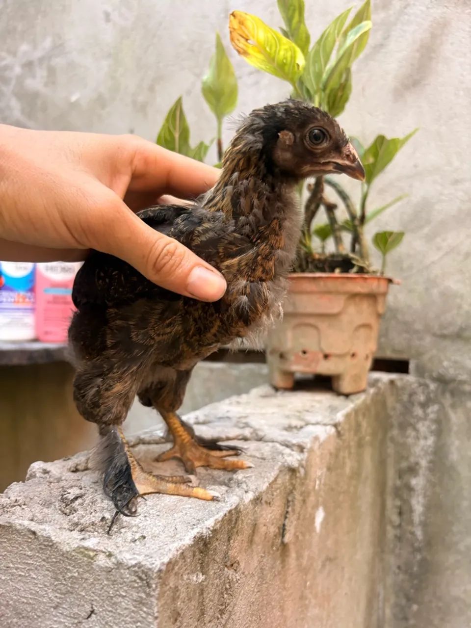 Galinha Brahma  - Foto 2