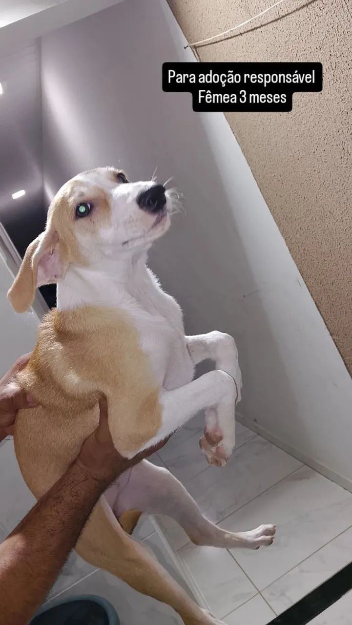 Para adoção responsável  - Foto 2