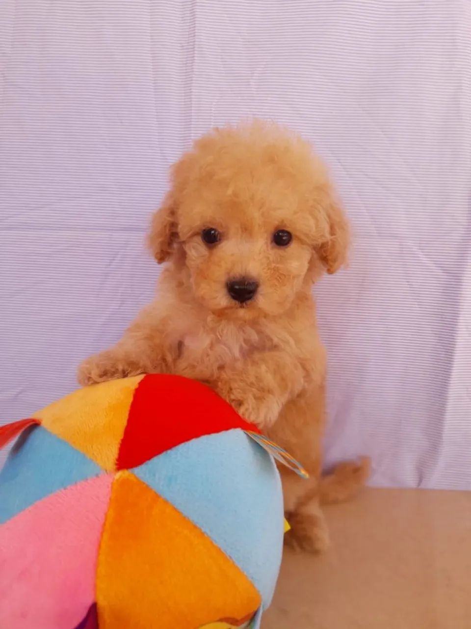 Poodle toy macho  - Foto 2