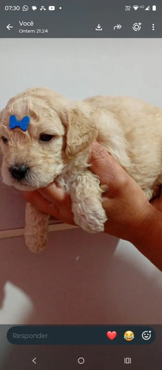 Poodle  - Foto 2