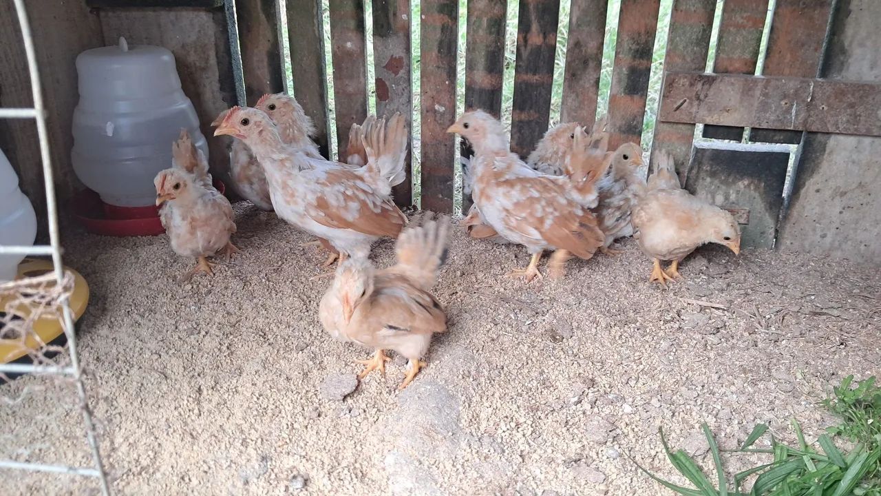 Nagazaki  - Foto 5