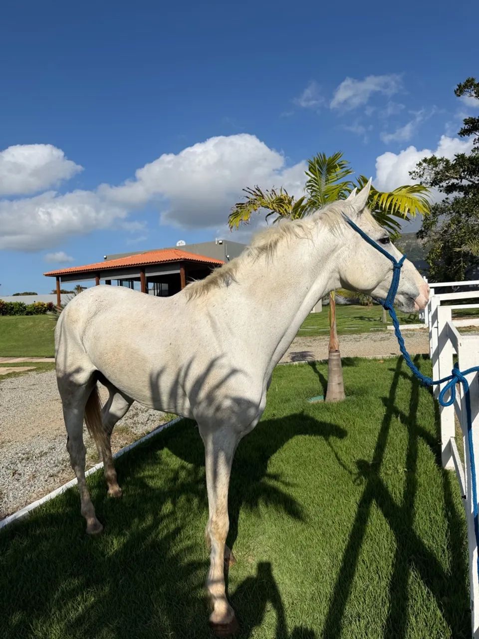 Cavalo quarto de milha 