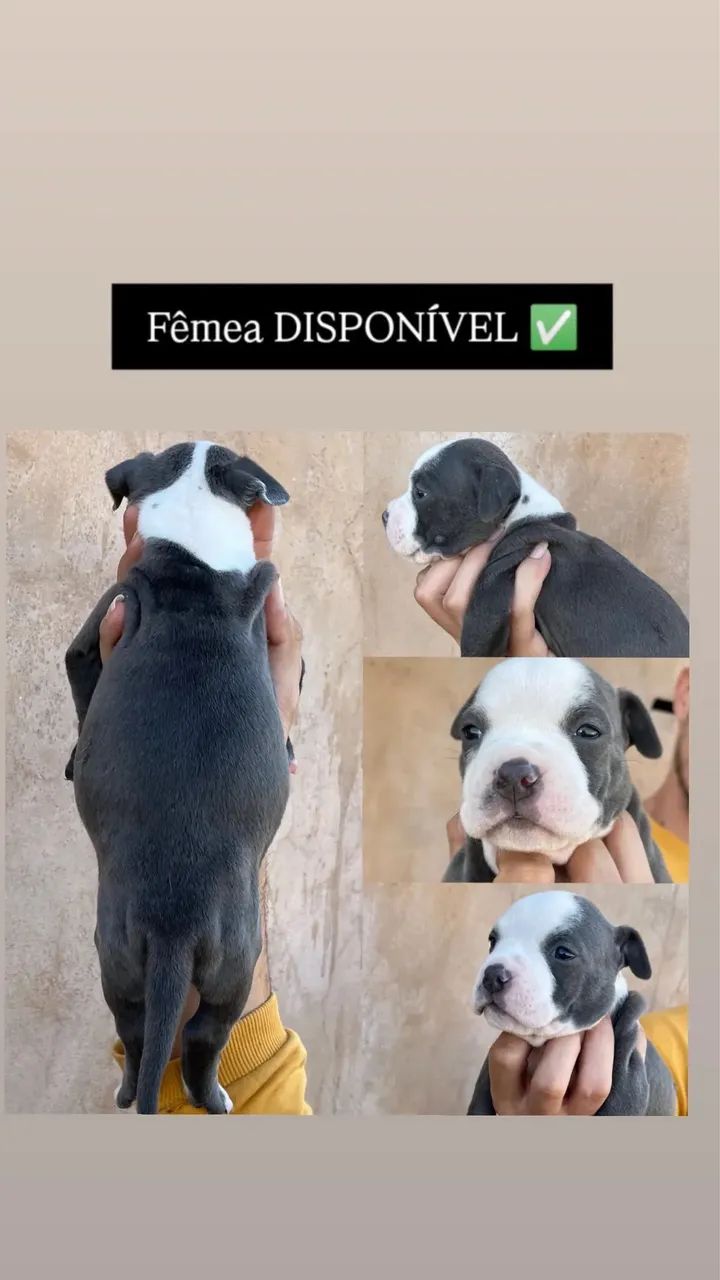 American bully standart  - Foto 5