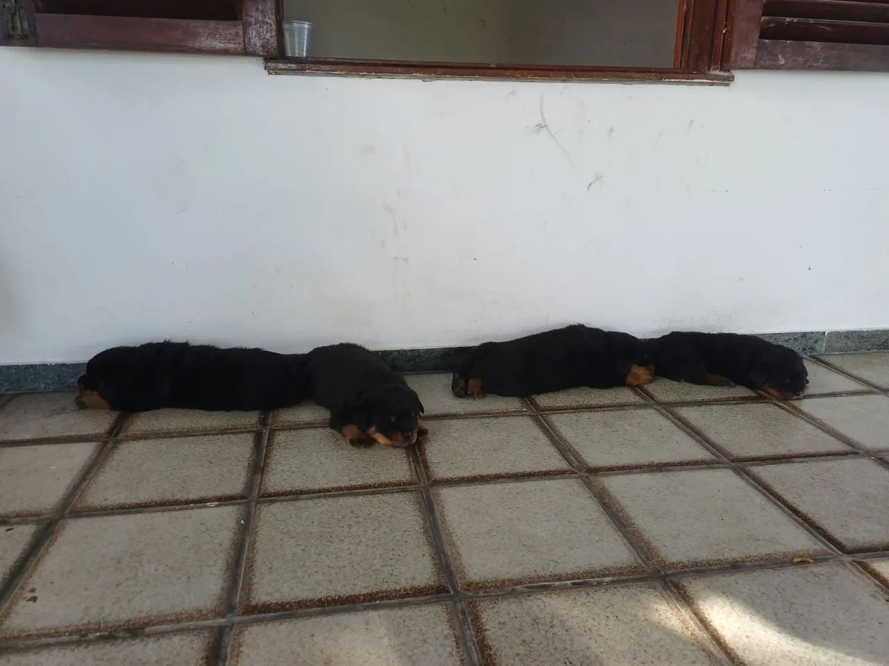 Rottweiler  - Foto 3