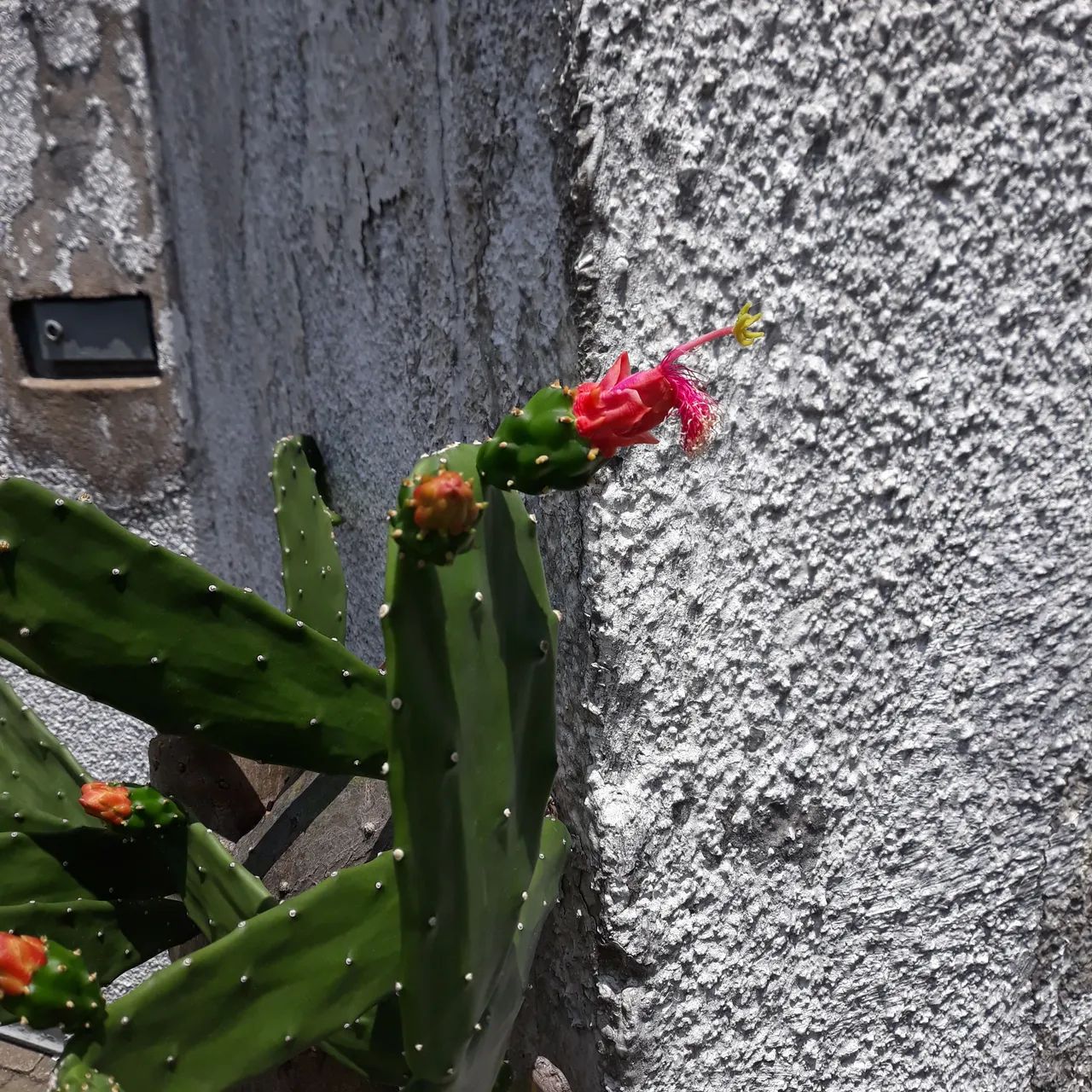 Planta