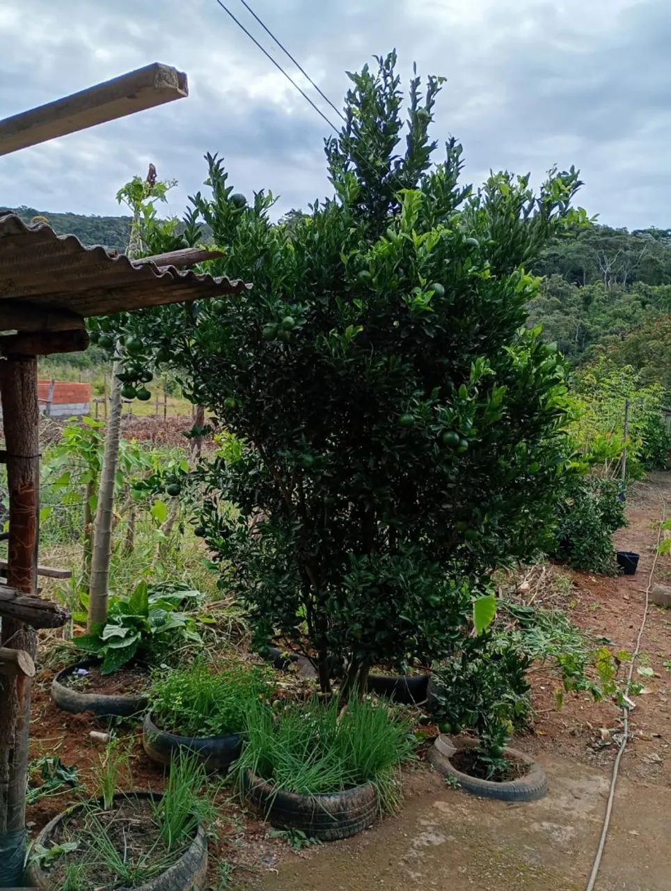 Roça, Valor negociável * - Foto 4