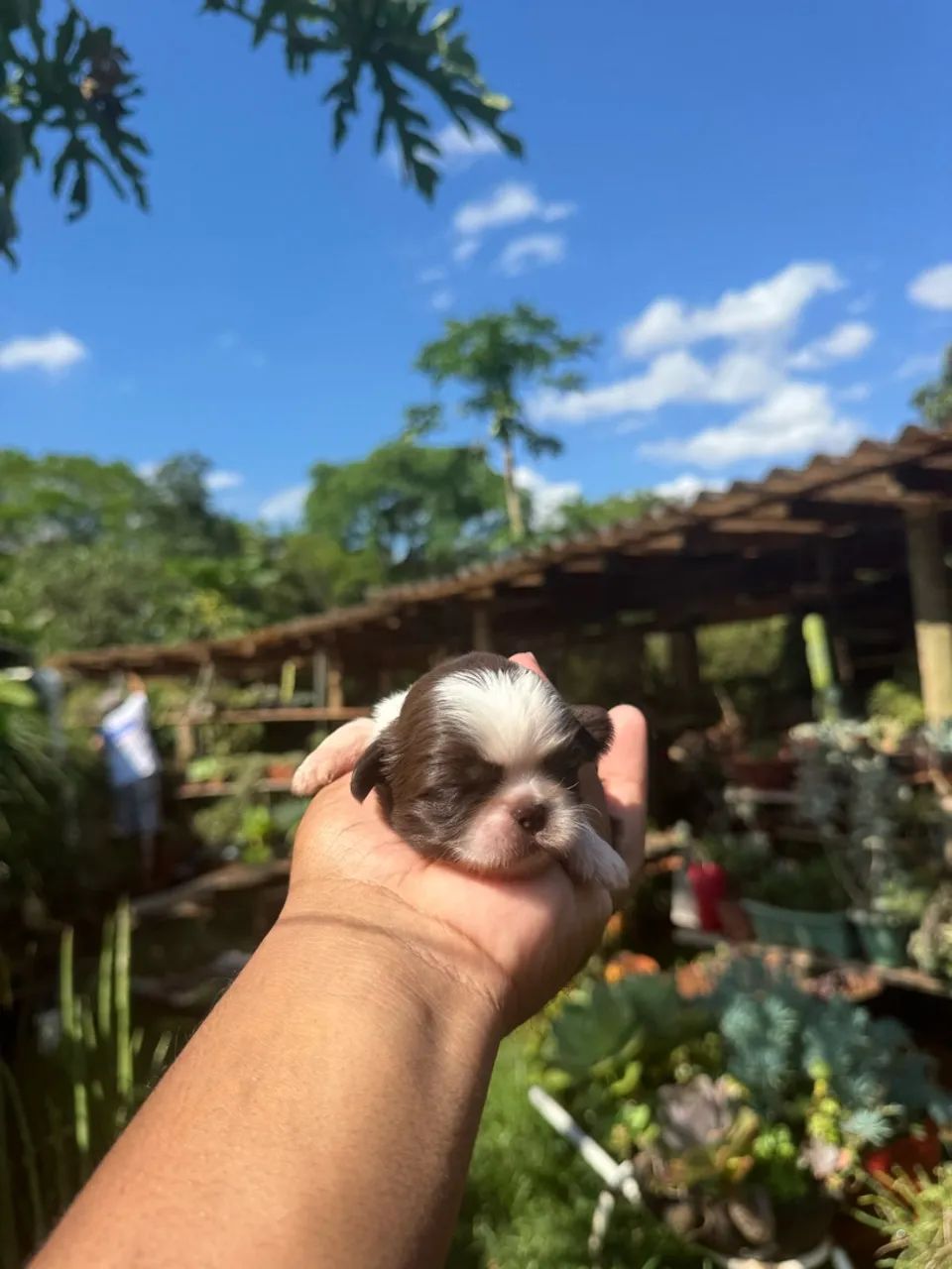 Casal de Shih Tzu micro  - Foto 5