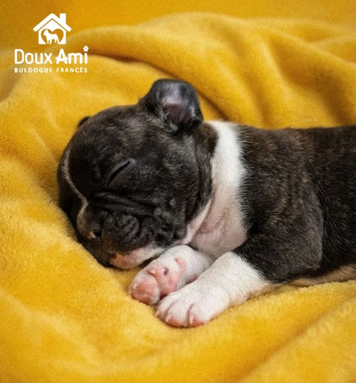 Buldogue francês  - Foto 4