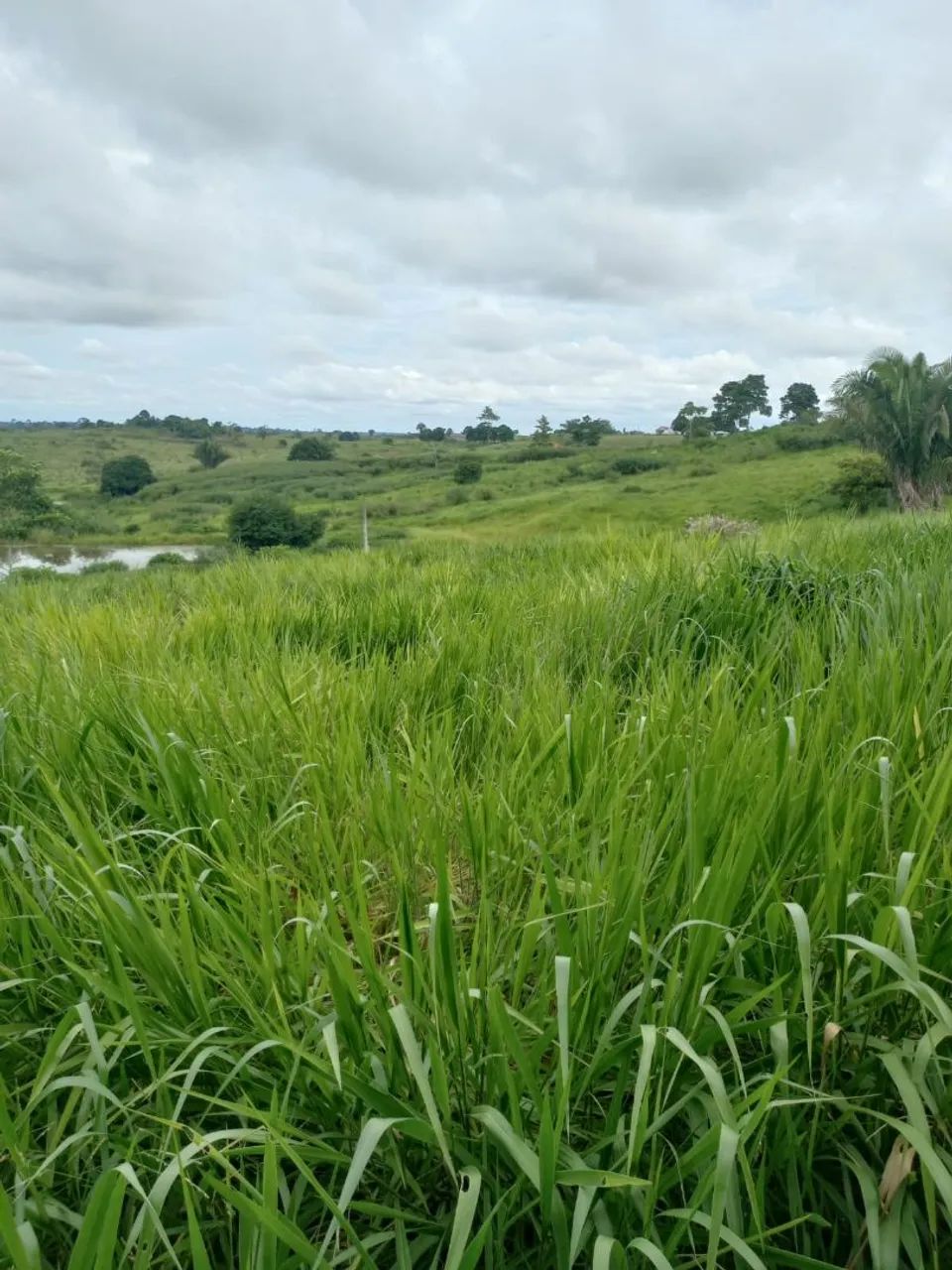 Vende se essa Área  - Foto 2