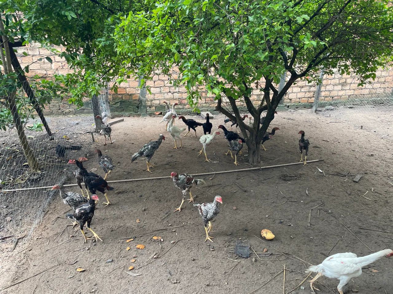 Frangos Carioca  - Foto 2
