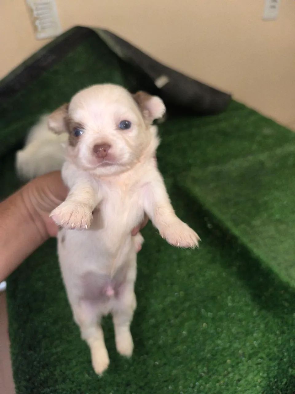 chihiahua - Foto 2