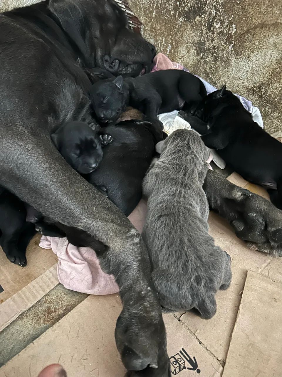 Filhotes de Cane Corso  - Foto 2