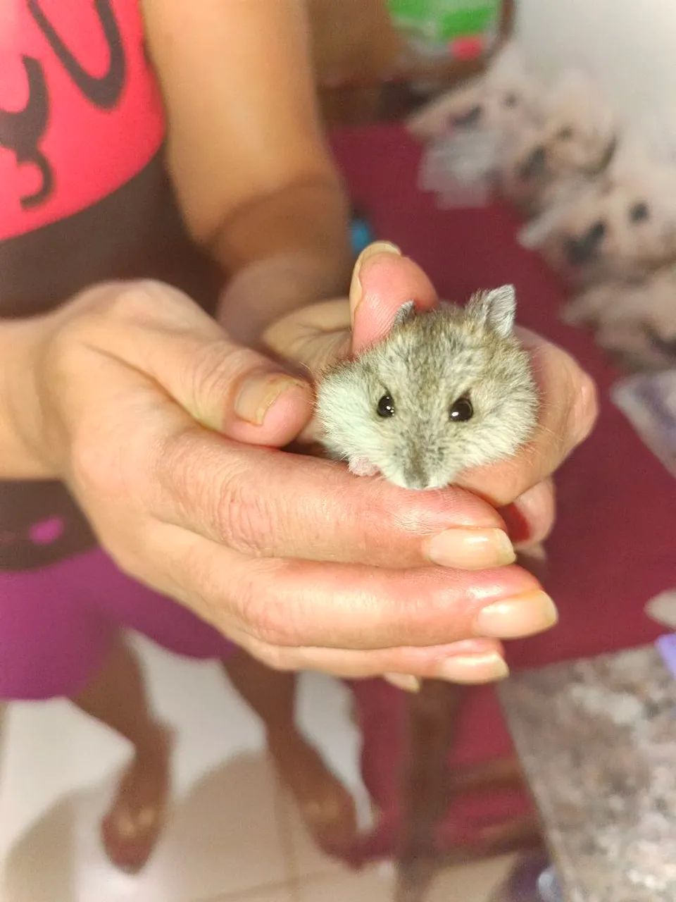 Vendo Hamster anão russo