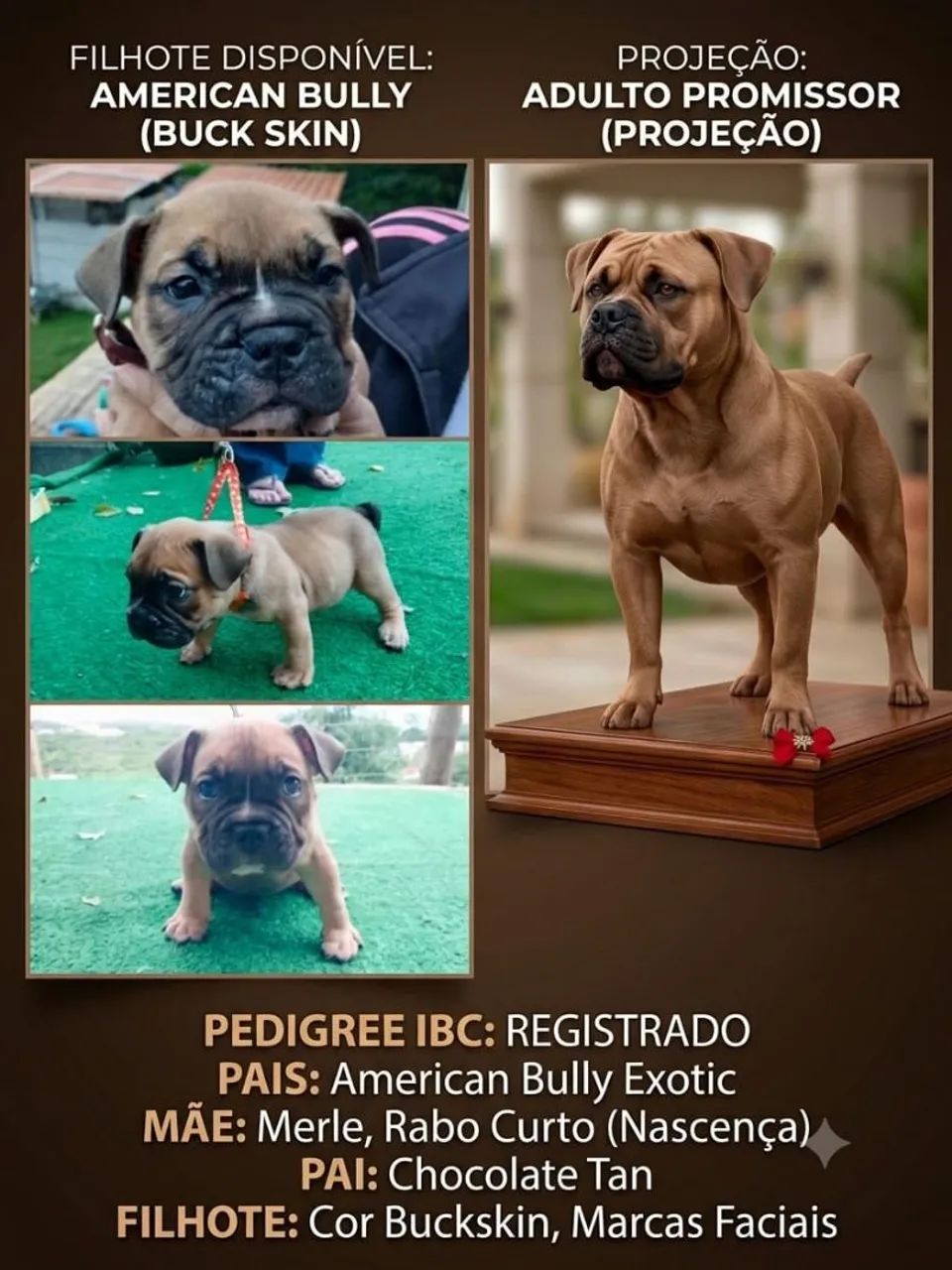 American Bully Exotic