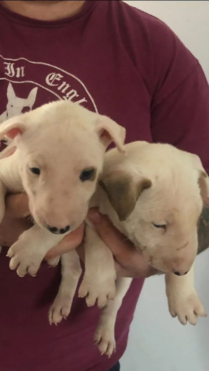 Disponível hoje! Filhotes de Bull Terrier - Chame no WhatsApp para reservar.