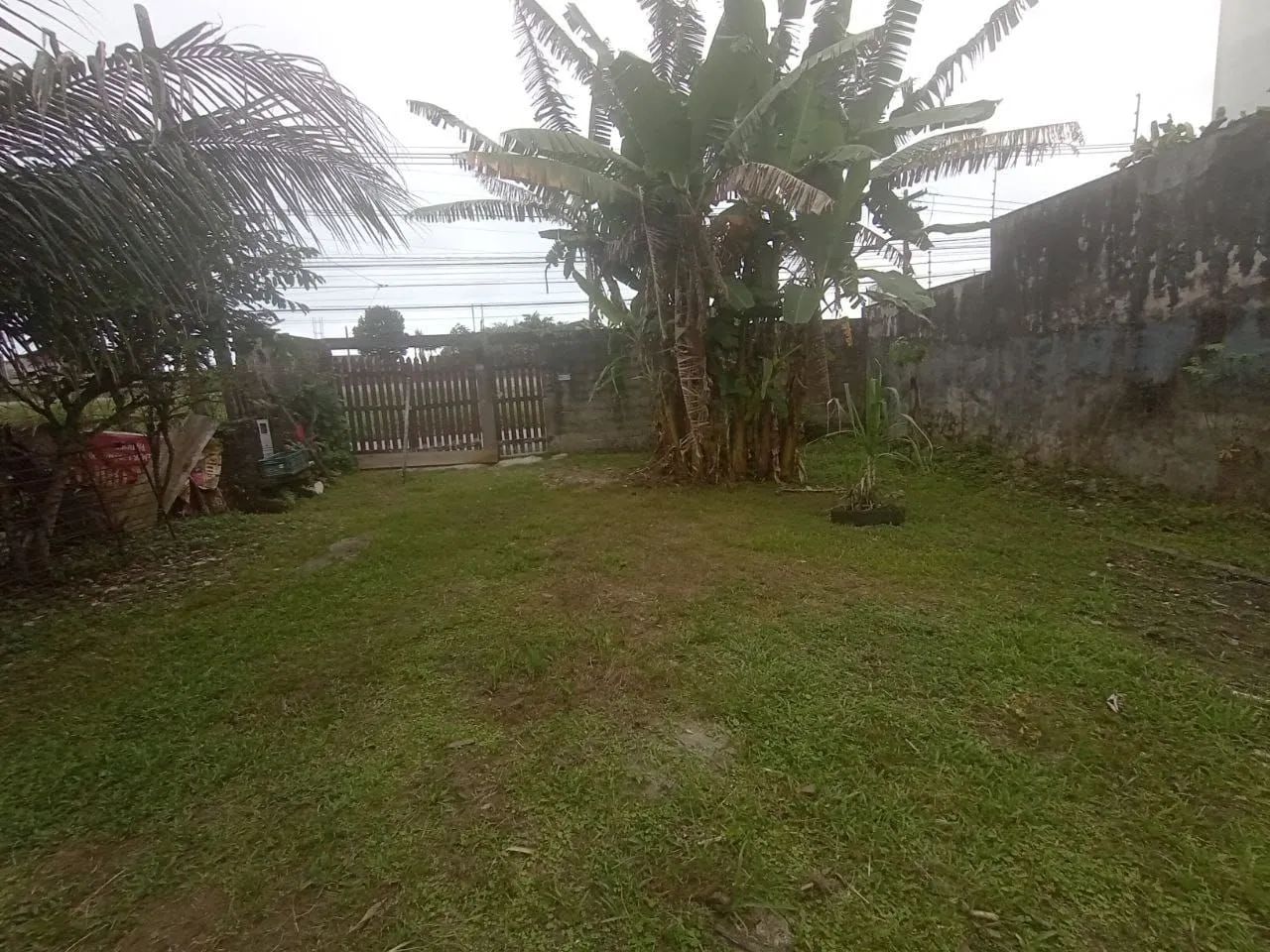 Foto - Itanhaém - Sabaúna