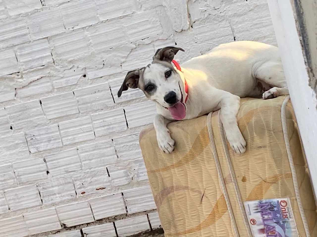 doação cachorrinha  - Foto 3