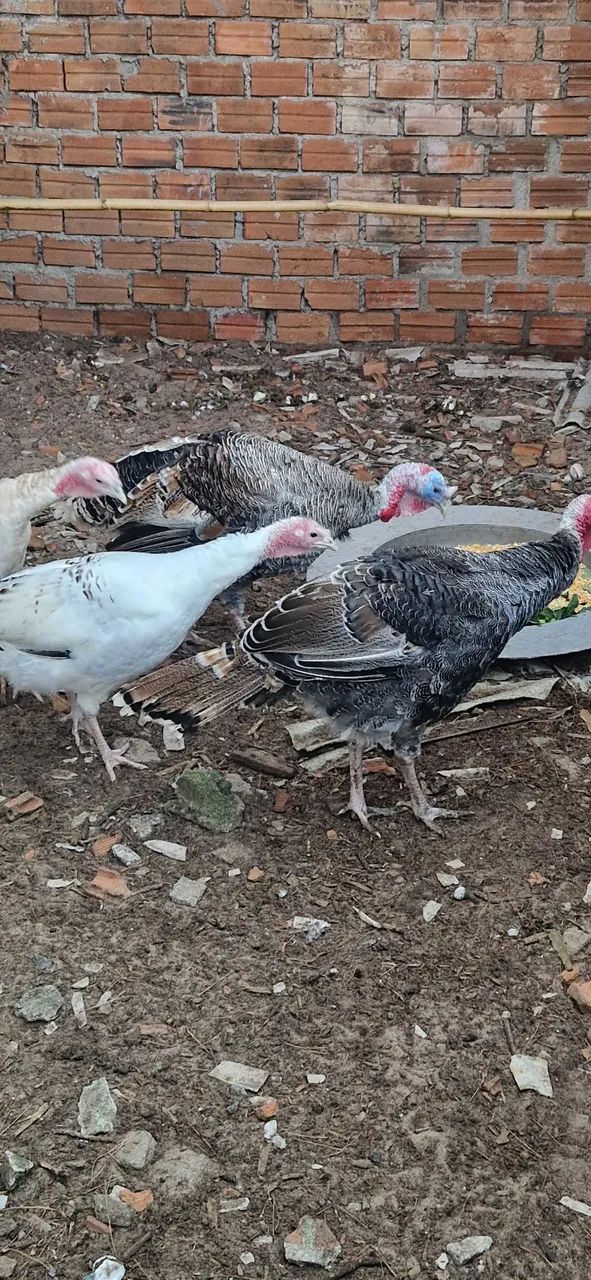 Casal de Perus  - Foto 2