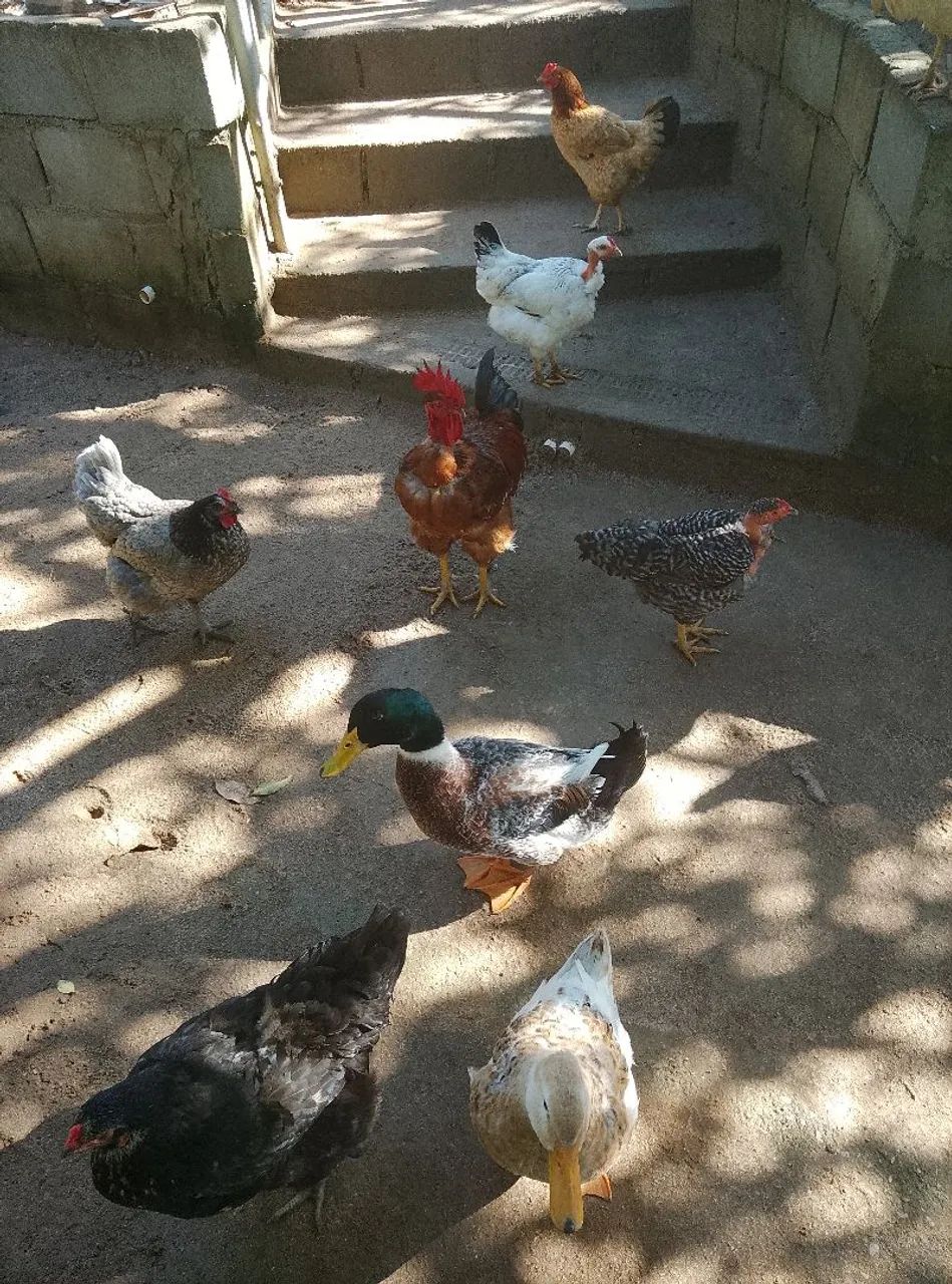 Galinhas pra venda e casal de marrecos  - Foto 3